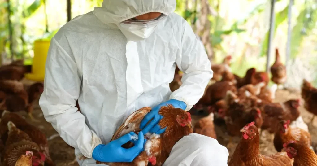 How Does Bird Flu Spread to Humans H5N1?